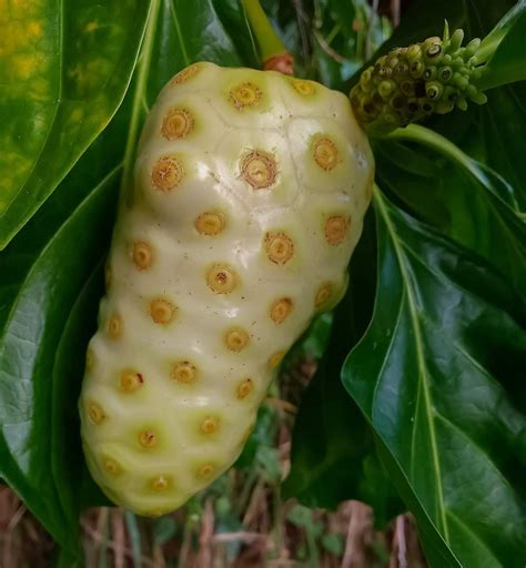 Creative Farmer Live Plant Mulberry Noni Medicinal Fruit Seedling ...