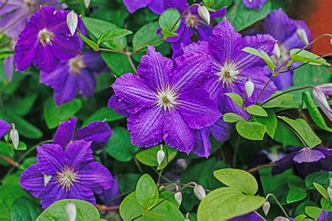 Clematis The President – Flowers by Sleeman