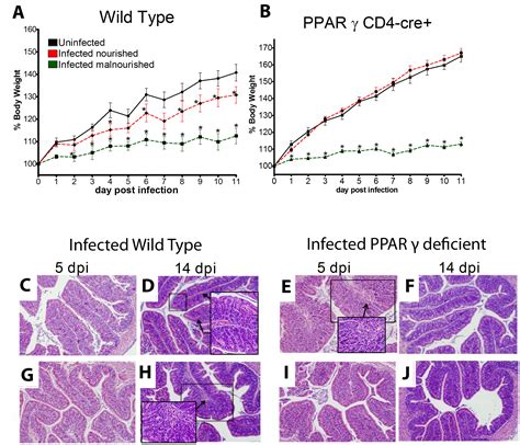Enteroaggregative E. coli Infection | Nutritional Immunology and Molecular Medicine Laboratory
