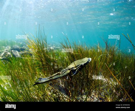 Titicaca water / Lake Titicaca frog (Telmatobius culeus) swimming ...