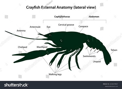Crayfish External Anatomy Lateral View Stock Vector (Royalty Free) 2218279927 | Shutterstock