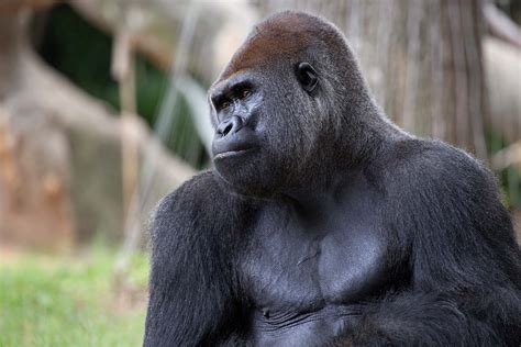 Western Gorilla - How many Western Gorillas are left? - Primates Park