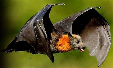 今天晚上家里飞进来蝙蝠 会携带冠状病毒吗? - 知乎