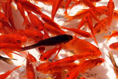 Giant goldfish: Lake Tahoe overrun with supersized lost pets.