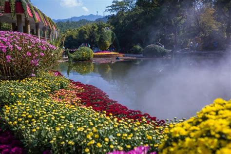 读创--最是金秋菊飘香，深圳东湖公园6.6万余盆菊花美到心醉!