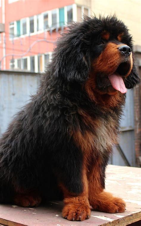Tibetan Mastiff Price In India (Octumber 2023)