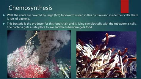 Image result for Chemosynthesis Examples