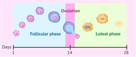 The menstrual cycle: what happens in each of its phases?