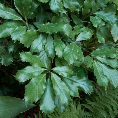 Aucuba Green Outdoor Plants at Lowes.com