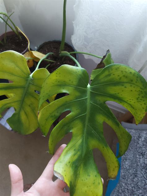 Please help my monstera! I repotted it from a store plastic pot and now ...