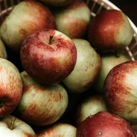 What Fruit Can Rabbits Eat? A Guide for Pet Owners and Breeders