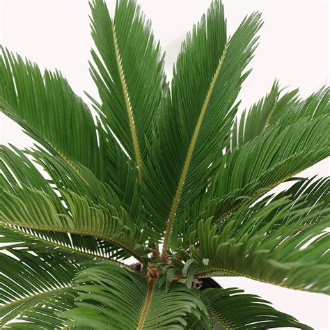 King Sago Palm, 10" Pot – AmericanPlantExchange