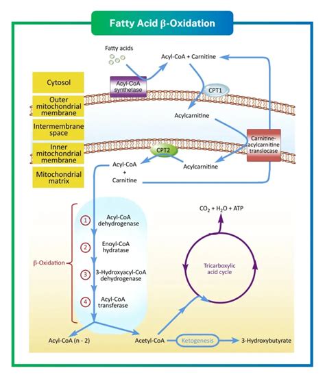 Olympic Product Product Vector Wallpaper Product Wallpaper Product Wallpaper HD Recipe Product PNG