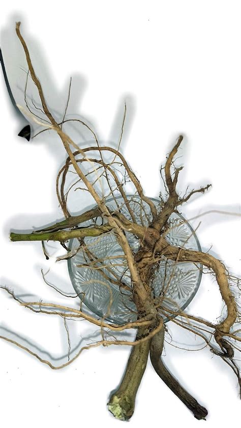 Sky Life® Very Rare Apamarga Dried Root - Chirachiata - Prickly Chaff ...