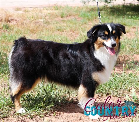 Mini Australian Shepherd Black Tri