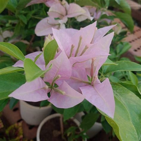 bougainvillea new Throneless baby pink color flowers live plant ...