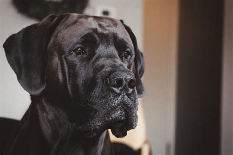 Great Dane Lifespan: How Long Do Great Danes Live?