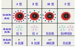 ABO血型鉴定的“双保险”-天津市肿瘤医院-北方网企业建站