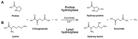Common Beans as a Source of Amino Acids and Cofactors for Collagen ...