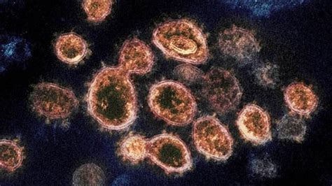 流感病毒图片-流感病毒高清设计图片素材大全-摄图网