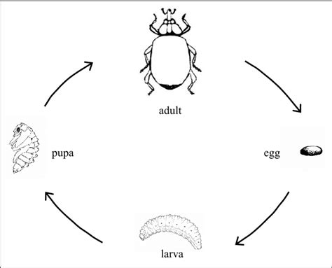Insect Life Cycle 的图像结果
