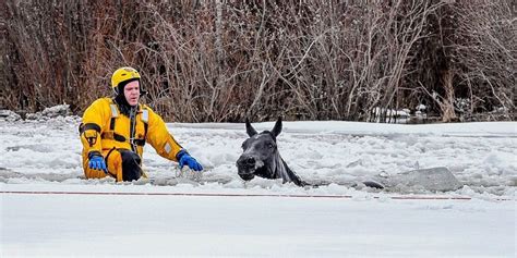 Large Animal Emergency Rescue Workshop, Conover Town Park, 3 May to 4 ...