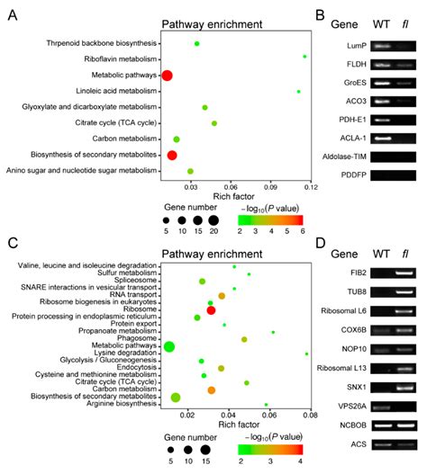 Comparative Proteomic Analysis of Molecular Differences between Leaves ...