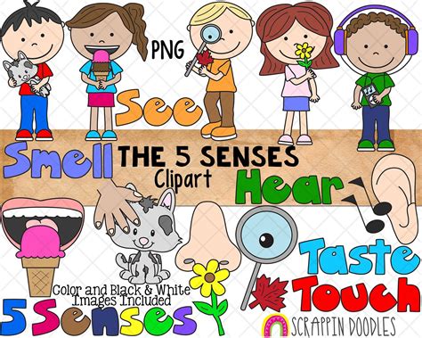 Five Senses And Clipart