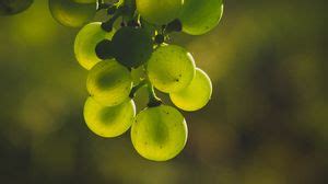 Grapes wallpapers hd, desktop backgrounds, images and pictures
