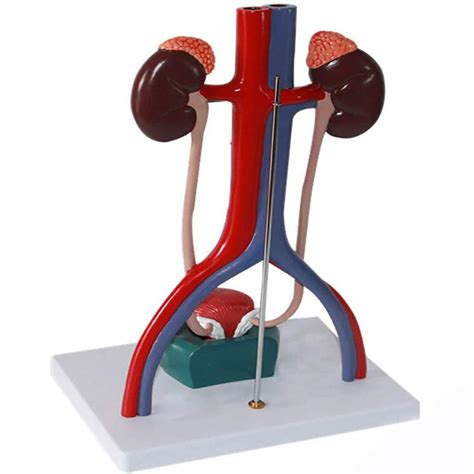 Buy AMhuui Urinary System Mode, Genitourinary System Model Kidney ...