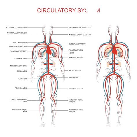 Circulatory Systemhuman Blood Artery Male Blood Vessels Vector, Male ...