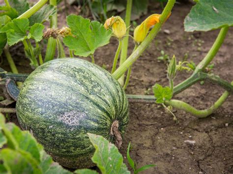 Can You Eat Green Pumpkins: Learn About Eating Green Pumpkins