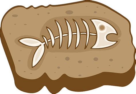 Fossils Clipart | Free download on ClipArtMag