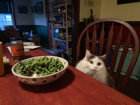 Cat Sitting At Table Meme Template at Donald Altman blog