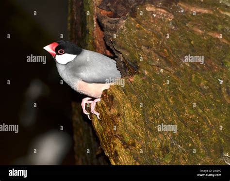 A Java Finch (Padda Oryzivora Stock Photo - Alamy