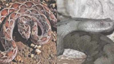 Most dangerous snakes on each continent; here’s the list | - The Times ...