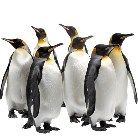 Hd Group Of Penguins, Penguin, Animal, Cute PNG Transparent Image and ...