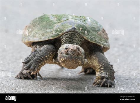 Image result for Snapping Turtle Attack