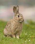 Image result for Cutest Bunny Rabbits