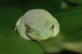 Image result for Frog Bellies Plant