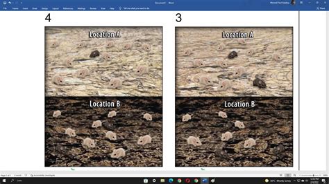 Color Variation in Rock Pocket Mouse Populations: Exploring | Course Hero