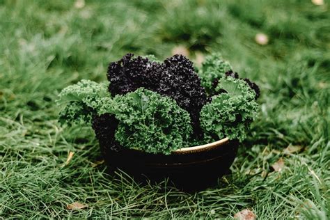 How To Enjoy Kale Without It Tasting Like Grass