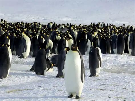 Genome sequencing - Scientists discover the evolutionary beginnings of ...