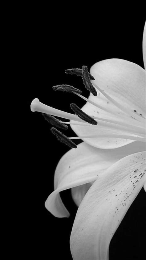 Download A White Lily On A Black Background Wallpaper | Wallpapers.com
