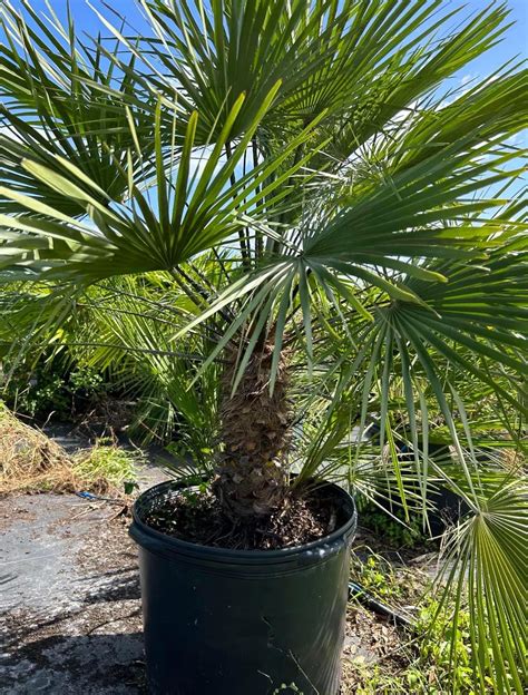 European Fan Palm – Pooler Plant Pick-Up Station