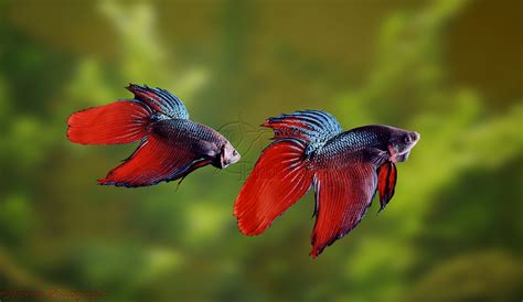 Video Of Betta Fish Fighting at Blanche Carter blog