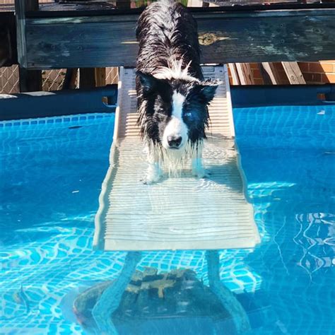 Image result for Pool Steps for Dogs