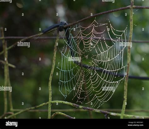 Charlotte's web spider hi-res stock photography and images - Alamy