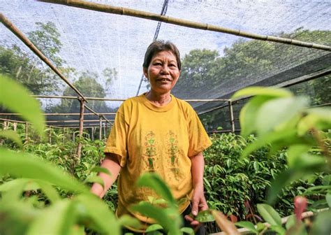 Baby Orangutans: A New Hope - Borneo Nature Foundation