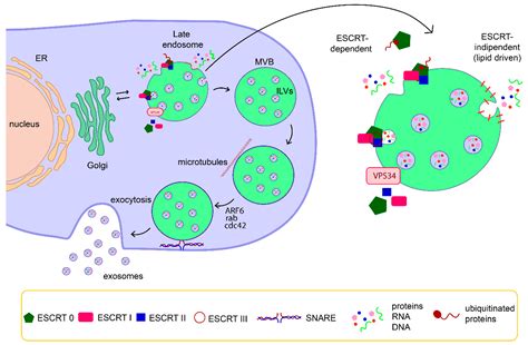 Exosomes in Cardiovascular Diseases